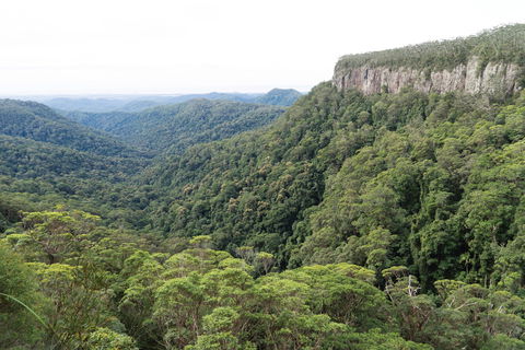 Twin Falls Circuit, Springbrook National Park - Tourism Caloundra 1