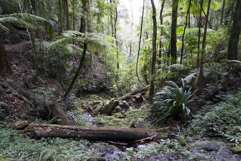 Twin Falls Circuit, Springbrook National Park - Tourism Caloundra 2