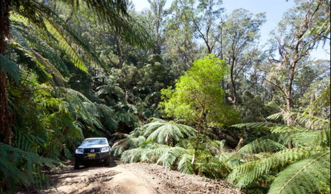 Wadbilliga Road Drive - Tourism Caloundra 0