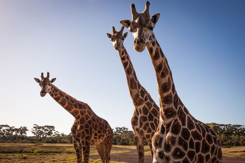 Werribee Open Range Zoo - Tourism Caloundra 1