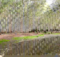 Wonga Wetlands - Tourism Caloundra