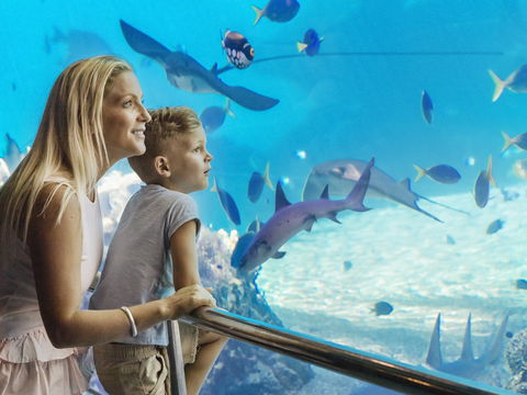 Australia's Sea World - Tourism Caloundra 2