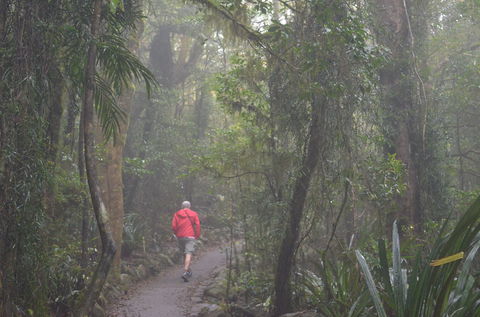 Best Of All Lookout Track, Springbrook National Park - Tourism Caloundra 1
