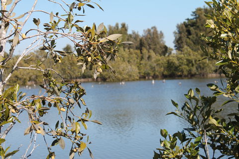Boyters Lane Bird Hide - Tourism Caloundra 2