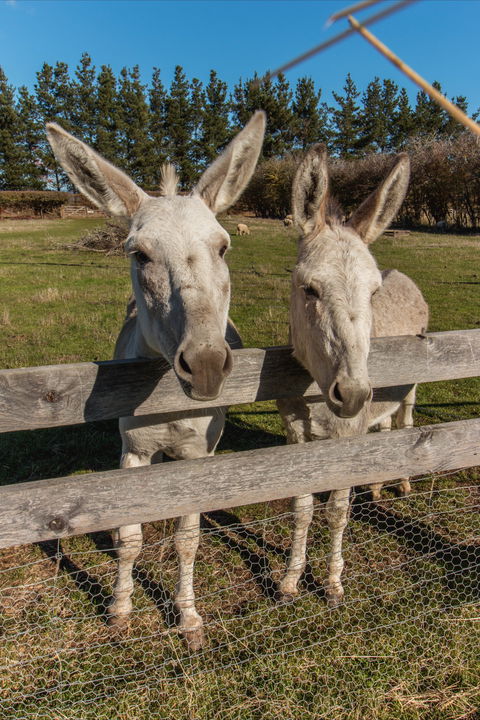 Brickendon Historic Farm And Convict Village - Tourism Caloundra 2