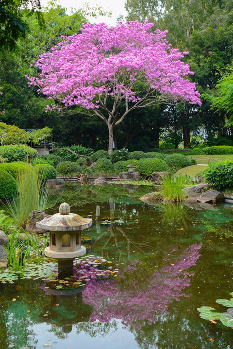 Brisbane Botanic Gardens Mount Coot-tha - Tourism Caloundra 2