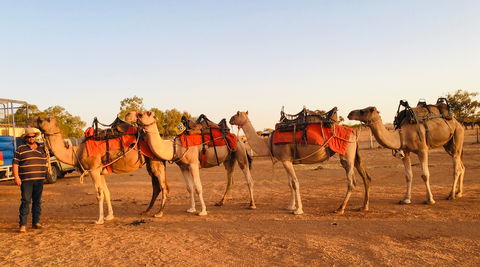 Broken Hill Camels - Tourism Caloundra 0