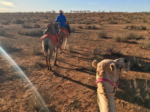 Broken Hill Camels - Tourism Caloundra 2