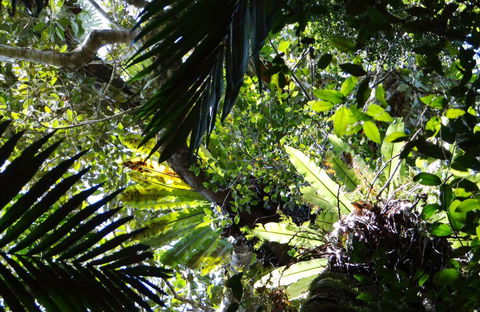 Byrrill Creek Walking Track - Tourism Caloundra 0