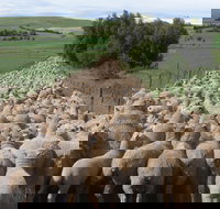 Curringa Farm - Accommodation and Farm Tours - Tourism Caloundra