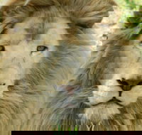Darling Downs Zoo - Tourism Caloundra