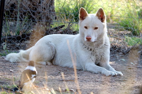 Durong Dingo Sanctuary - Tourism Caloundra 0