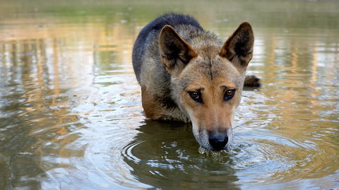 Durong Dingo Sanctuary - Tourism Caloundra 1