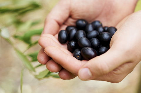 Eat, Pick, Grow Trail - Wanneroo And Chittering - Tourism Caloundra 0