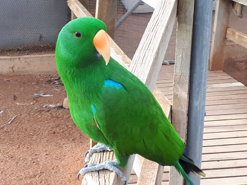 Eyre Reptile & Wildlife Park - Tourism Caloundra 0
