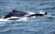 Gerringong Whale Watching Platform - thumb 0