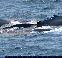 Gerringong Whale Watching Platform - Tourism Caloundra
