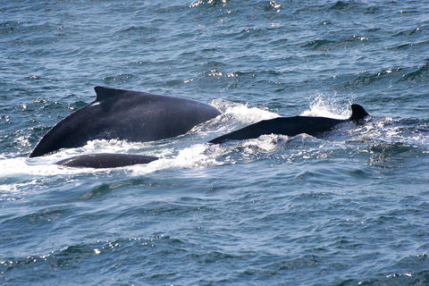 Gerringong Whale Watching Platform - Tourism Caloundra 0