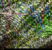 Great North walk - Palm Grove Nature Reserve - Tourism Caloundra