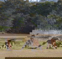 Great Nature Trail - Tourism Caloundra