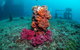 HMAS Brisbane Dive Site - thumb 0