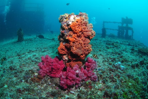HMAS Brisbane Dive Site - Tourism Caloundra 0