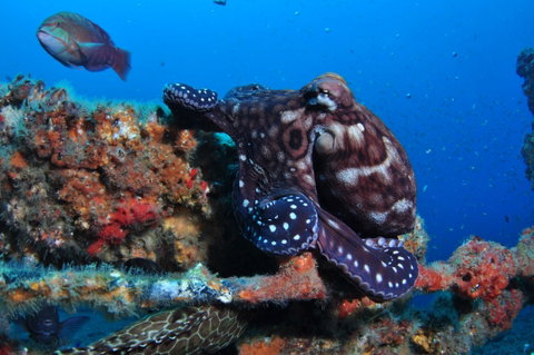 HMAS Brisbane Dive Site - Tourism Caloundra 2