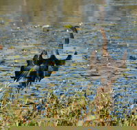 Lake Apex Park - Tourism Caloundra