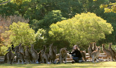 Lone Pine Koala Sanctuary - Tourism Caloundra 0