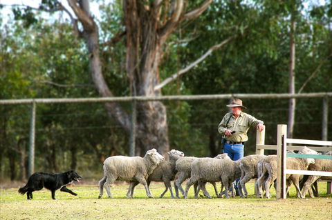 Lone Pine Koala Sanctuary - Tourism Caloundra 2