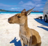 Lucky Bay - Tourism Caloundra