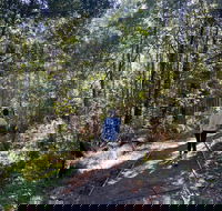 Lyrebird Circuit Walk - Tourism Caloundra