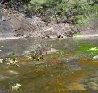Mount Boss State Forest - Tourism Caloundra