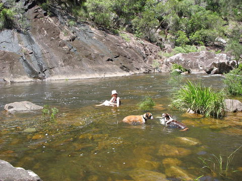 Mount Boss State Forest - Tourism Caloundra 0