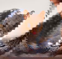 Mulligans Flat Woodland Sanctuary - Tourism Caloundra