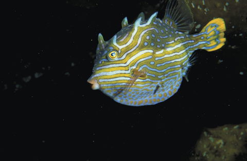 Mushroom Reef Marine Sanctuary - Tourism Caloundra 0