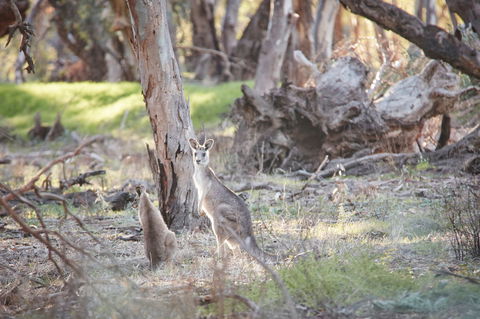 Nyah Vinifera Park - Tourism Caloundra 0