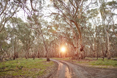 Nyah Vinifera Park - Tourism Caloundra 1