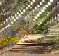 Scotsdale Tourist Drive - Tourism Caloundra
