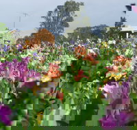 Smokin Heights Iris Display Garden - Tourism Caloundra