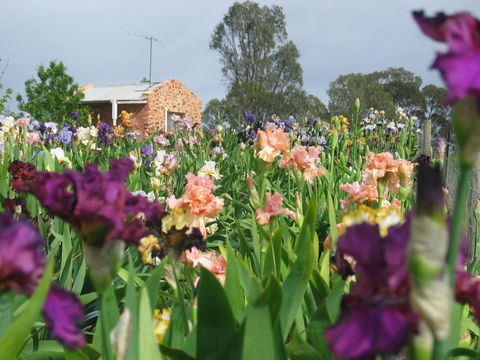 Smokin Heights Iris Display Garden - Tourism Caloundra 0