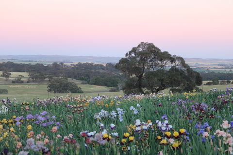 Smokin Heights Iris Display Garden - Tourism Caloundra 1