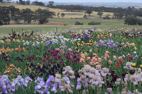Smokin Heights Iris Display Garden - Tourism Caloundra 2