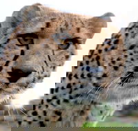 Tasmania Zoo - Tourism Caloundra