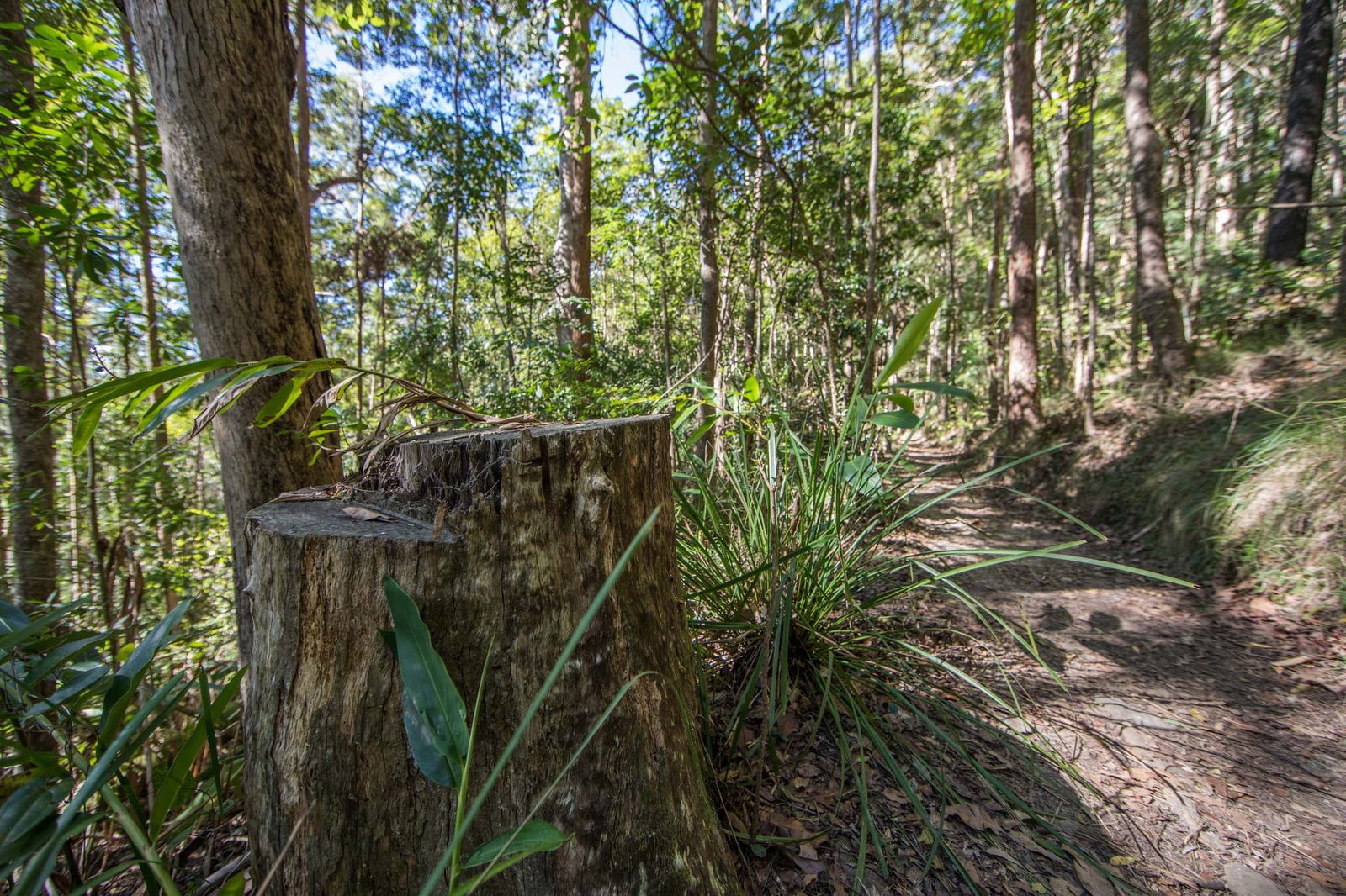 Mount Nebo QLD Tourism Caloundra
