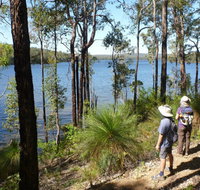 Wellington Discovery Forest - Tourism Caloundra