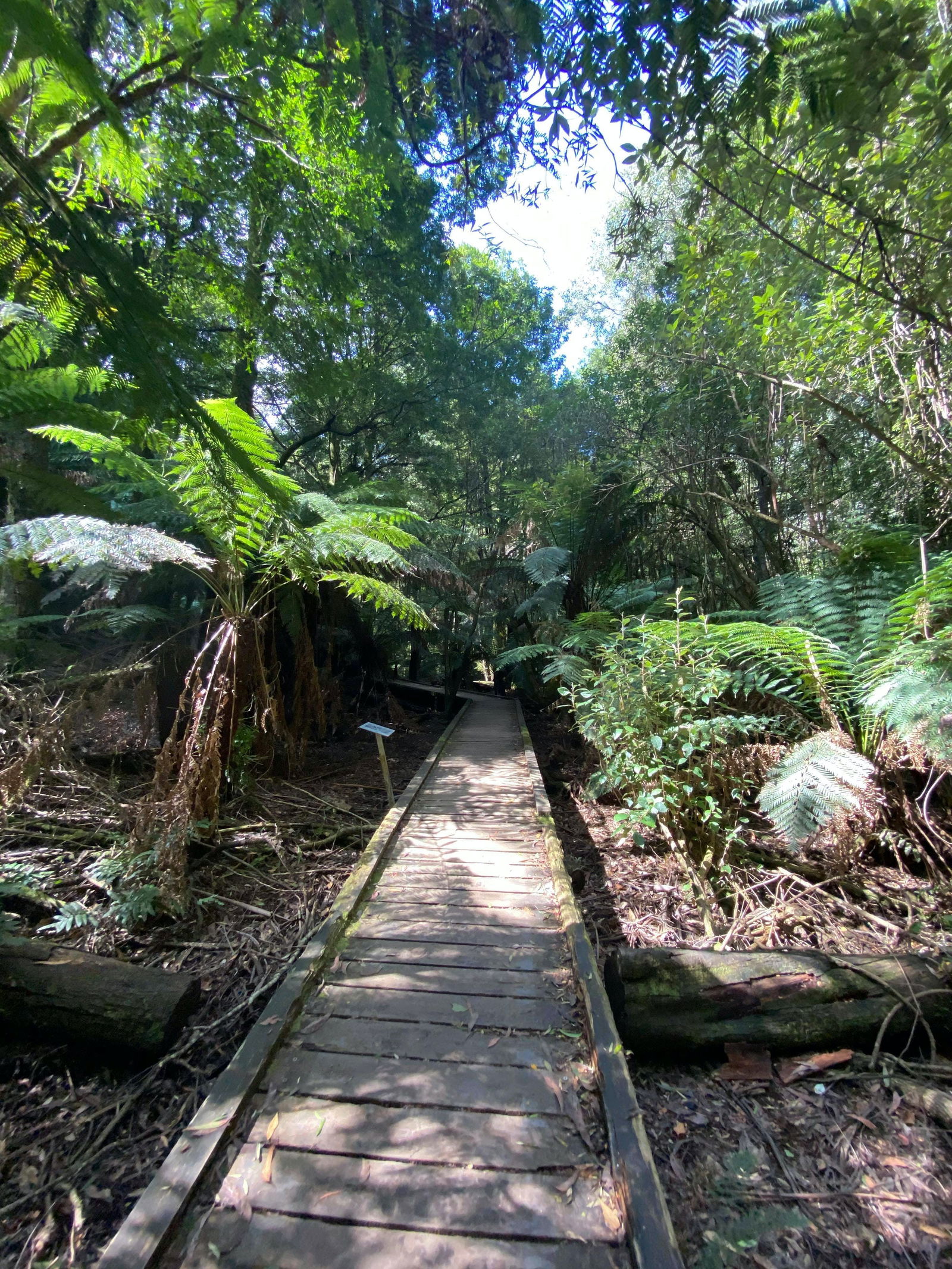 Toolangi VIC Tourism Caloundra