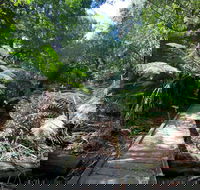Wirrawilla Rainforest Walk - Tourism Caloundra