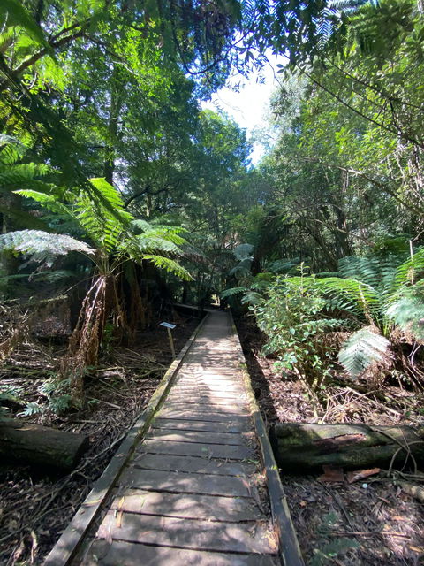 Wirrawilla Rainforest Walk - Tourism Caloundra 0
