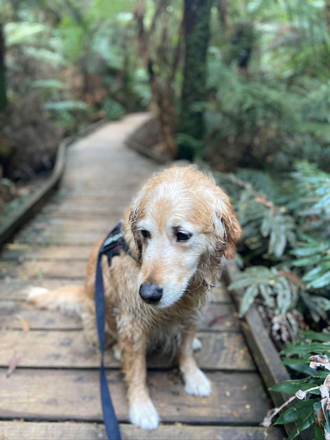 Wirrawilla Rainforest Walk - Tourism Caloundra 1